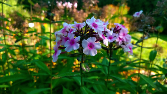 花园特写里美丽的长年花朵视频