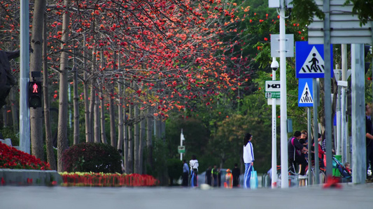深圳城市街道木棉花自然风光视频