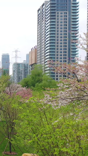 航拍武汉春天樱花树绿道樱花季31秒视频