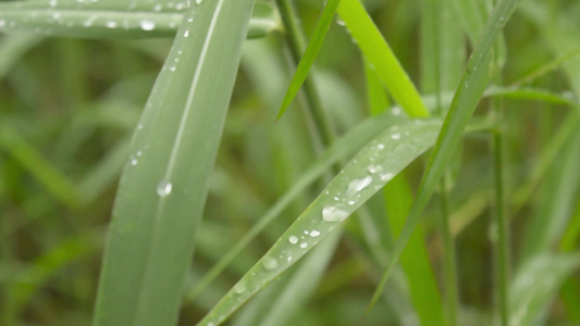 在绿色植物叶子的下降的季风雨被雨淋湿了草叶上的水露视频