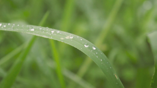 叶上的雨滴在水中弄湿关闭季风雨露水滴在草叶上冬季雨季视频