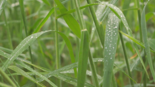 叶上的雨滴草作物植物上的季风露水滴在农田草坪草甸的视频