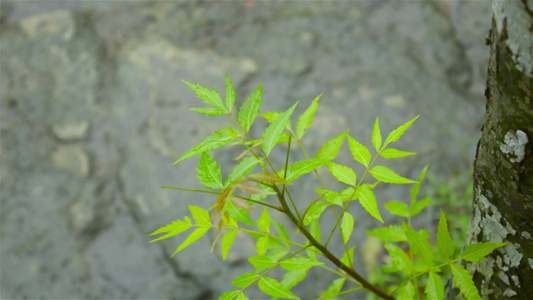 下降的季风雨滴落在绿色印楝树植物的叶子上树叶上的雨滴视频