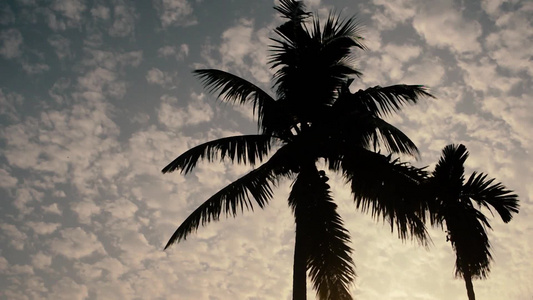 在剪影阳光背光的椰子树夏天有浮云的白色日出天空季节性视频