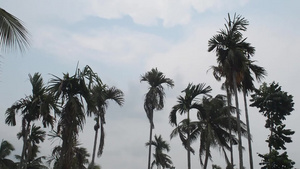 风吹过棕榈树22秒视频