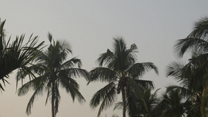 热带椰子树21秒视频