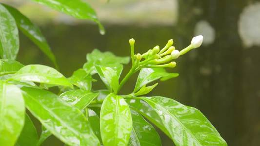 雨落在白绉茉莉花植物上夏季季风雨录像雨滴效果的声音视频