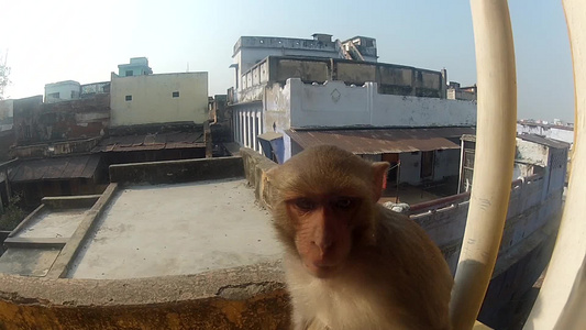 门窗上的猴子视频