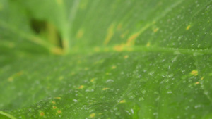 雨落在绿色植物叶子上27秒视频