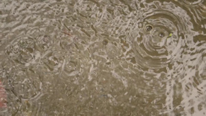 夏季特写季风雨落在地上11秒视频