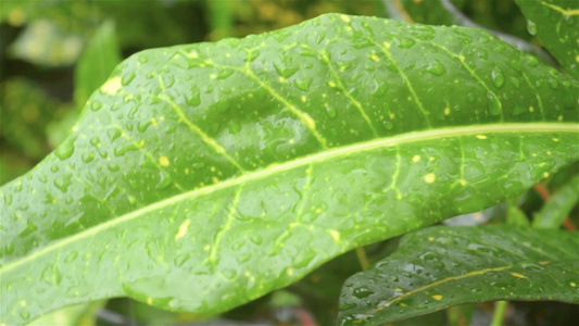 雨滴落在绿色植物的叶子上视频