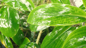 在绿色植物叶子的下降的季风雨树叶上的雨滴在水中弄湿9秒视频