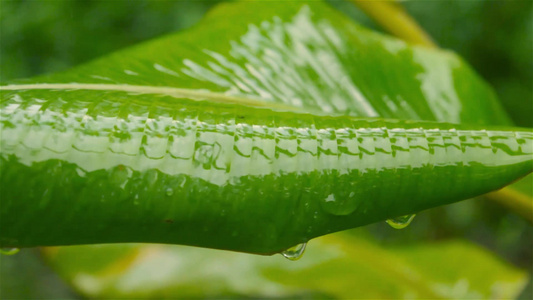 绿色香蕉叶上的雨滴视频