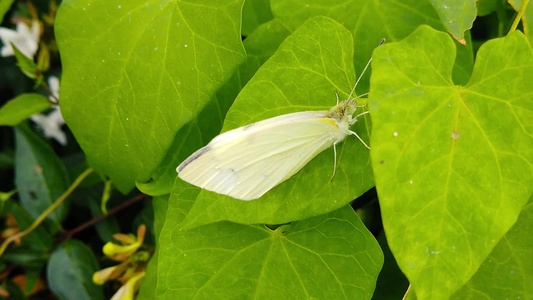 01年常春藤叶上的白白白蝴蝶慢动作视频