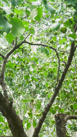 梨树上的鸭梨实景拍摄北方水果71秒视频