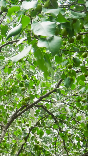 梨树上的鸭梨实景拍摄农副产品71秒视频