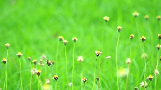 花朵和绿叶在花园中随风摇摆视频