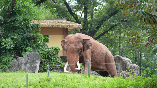 亚洲大象实拍视频