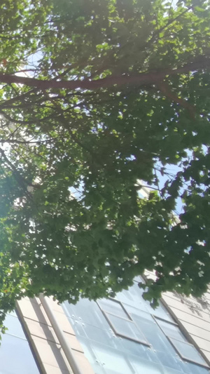 夏日树荫下建筑反射阳光的光斑10秒视频