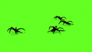 绿色屏幕上的蜘蛛爬行18秒视频