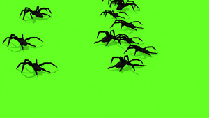 绿色屏幕上的蜘蛛动画令人毛骨悚然的爬行15秒视频
