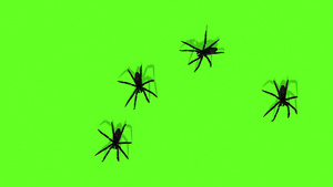 绿色屏幕上的蜘蛛动画令人毛骨悚然18秒视频