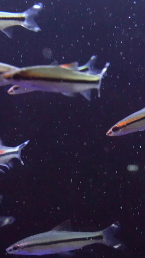 观赏鱼热带鱼39秒视频