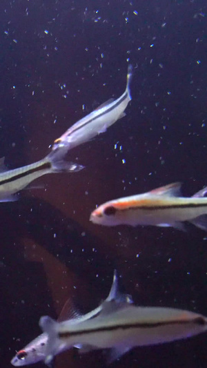 观赏鱼热带鱼39秒视频