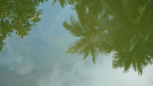 椰子棕榈树叶在清澈水面上的倒影13秒视频