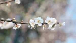 寒冬初春梅花盛开特写28秒视频