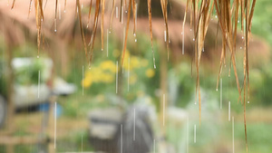 雨时树木21秒视频