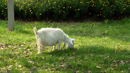 草地里的山羊视频