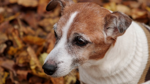 秋日森林中成熟杰克罗素梗犬的特写狗坐在黄色的秋叶上20秒视频