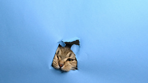 成年英国直立猫在蓝纸上挖个洞10秒视频