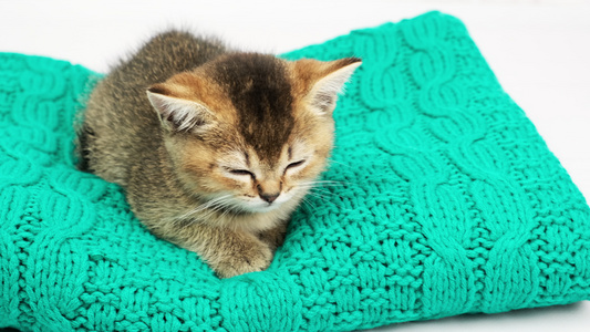 可爱的小猫苏格兰金栗鼠直品种猫坐着睡着了视频
