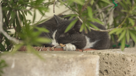 睡着的可爱猫视频