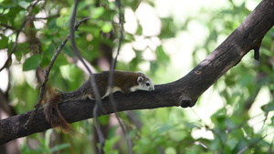 野生树上的棕色松鼠24秒视频