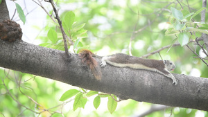 树上的棕色松鼠11秒视频