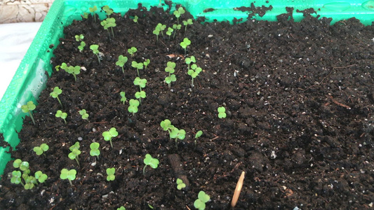 喷洒新鲜和小幼苗在土壤中放进一个放在桌上的锅里绿色植物视频