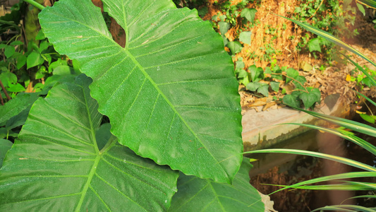 新鲜草药视频