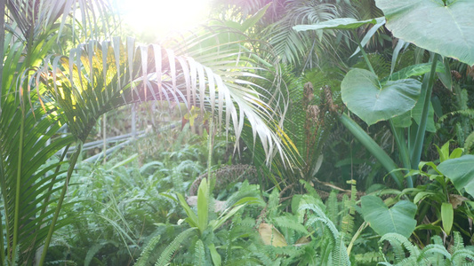 异国情调的丛林雨林热带气氛蕨类植物棕榈树和新鲜多汁视频