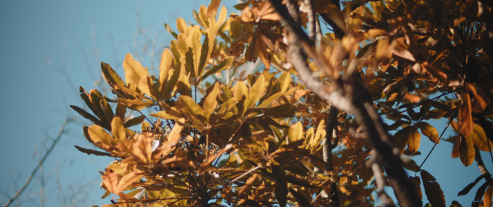 金色的叶子在风中摇动视频
