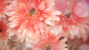 4k粉色花朵唯美舞台背景20秒视频