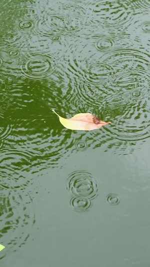 下雨天的水面15秒视频