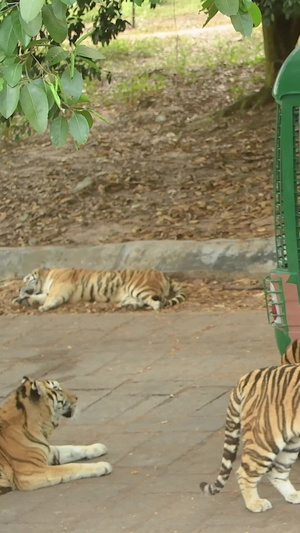 老虎大型野生动物13秒视频