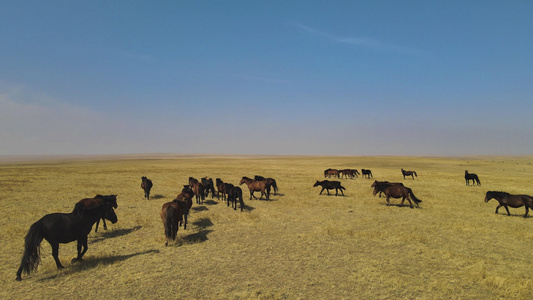 4k航拍在内蒙古鄂尔多斯大草原上慢跑的马群视频