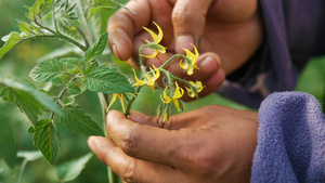 专家讲解番茄种植技术26秒视频