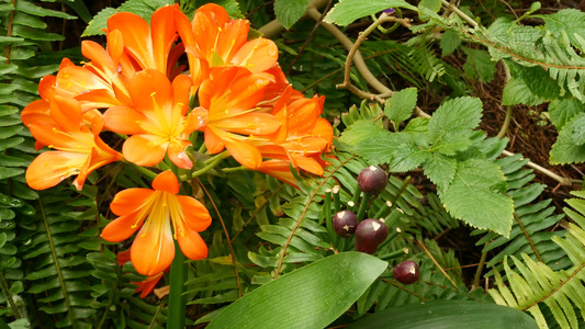 美国加利福尼亚州纳塔尔灌木卡菲尔百合花Clivia视频