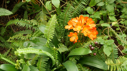 美国加利福尼亚州纳塔尔灌木卡菲尔百合花Clivia视频