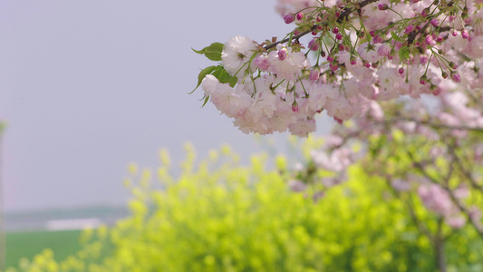 樱花视频